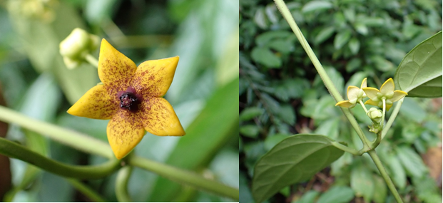 Loài thực vật mới cho Khu bảo tồn Sao La, tỉnh Thừa Thiên Huế